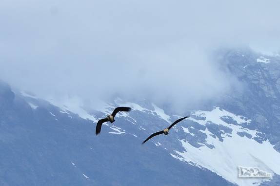 Casal de pássaraos voa entre as montanhas do Valle Los Exploradores, perto da Carretera Austral, região de Puerto Rio Tranquilo, no sul do Chile